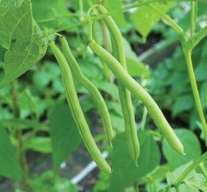 Green Beans