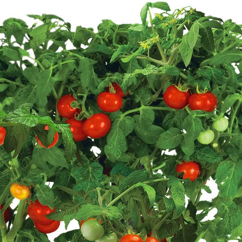 Tomatoes