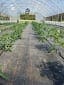 Tomato Greenhouse
